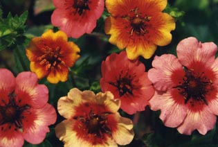 Potentilla nepalensis 'Miss Willmott'